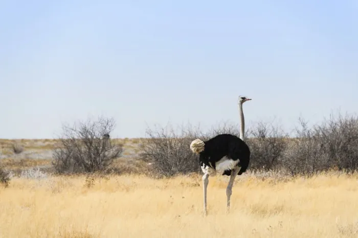Framed Print : Ostrich -Struthio camelus-, Etosha National Park, Namibia Framed Print : Ostrich -Struthio camelus-, Etosha National Park, Namibia