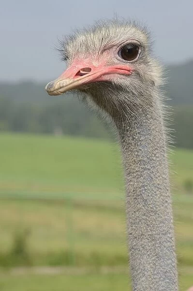 Ostrich -Struthio camelus-, portrait, ostrich farm, captive, Wermelskirchen, North Rhine-Westphalia, Germany, Europe