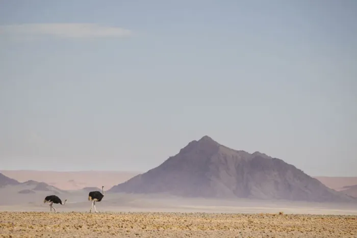 Framed Print : Ostrich, Struthio camelus, in scenic landscape, Namib-Naukluft National Park, Hardap Region, Namibia