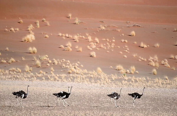 Ostrich (Stuthio camelus) Running in Desert Landscape