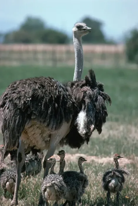 Framed Print : Ostrich Watches Over Its Chicks