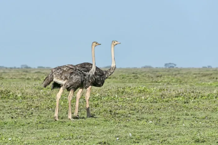 Framed Print : Ostriches -Struthio camelus-, Serengeti, Tanzania Framed Print : Ostriches -Struthio camelus-, Serengeti, Tanzania