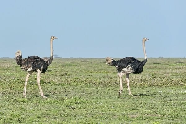 Ostriches -Struthio camelus-, Serengeti, Tanzania