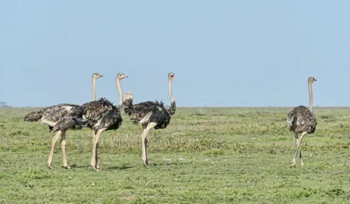 Framed Print : Ostriches -Struthio camelus-, Serengeti, Tanzania Framed Print : Ostriches -Struthio camelus-, Serengeti, Tanzania