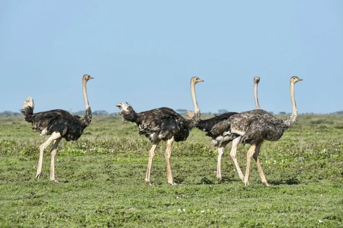 Framed Print : Ostriches -Struthio camelus-, Serengeti, Tanzania Framed Print : Ostriches -Struthio camelus-, Serengeti, Tanzania