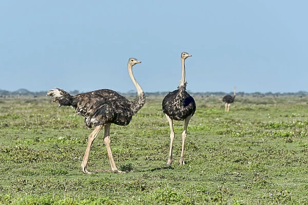 Ostriches -Struthio camelus-, Serengeti, Tanzania