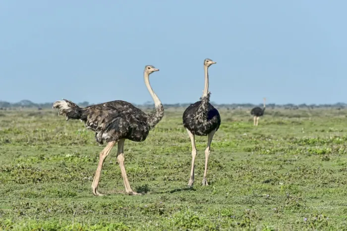 Framed Print : Ostriches -Struthio camelus-, Serengeti, Tanzania Framed Print : Ostriches -Struthio camelus-, Serengeti, Tanzania
