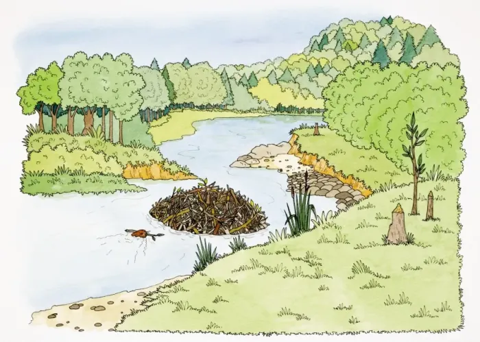 Framed Print : Otter building dam in stream meandering through forest land