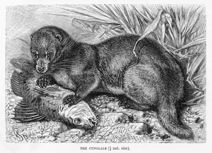 Framed Print : Otter civet engraving 1894 Framed Print : Otter civet engraving 1894
