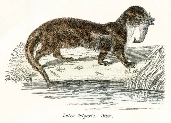 Framed Print : Otter engraving 1803 Framed Print : Otter engraving 1803