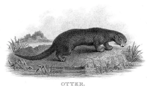Otter engraving 1812