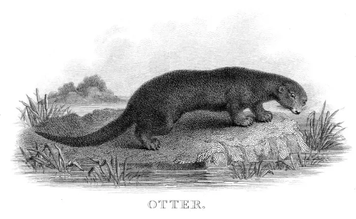 Framed Print : Otter engraving 1812
