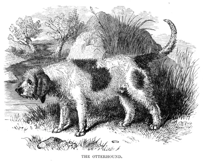 Framed Print : Otterhound engraving 1894 Framed Print : Otterhound engraving 1894