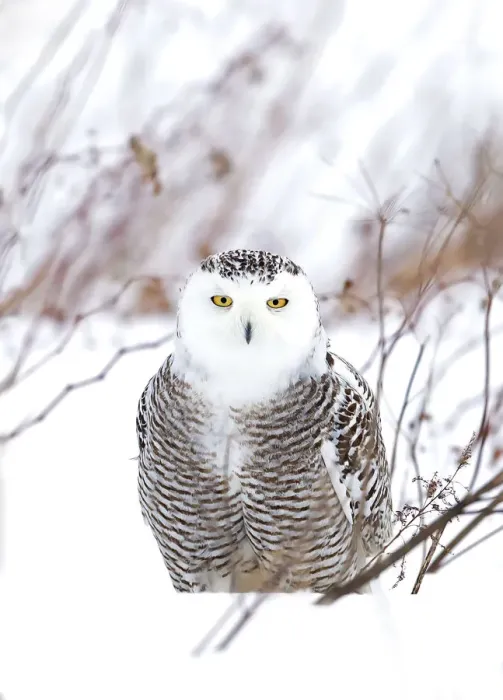 Framed Print : outdoor, cold, snowy, feathers, nobody, ontario, light, female, energy, wing, predator Framed Print : outdoor, cold, snowy, feathers, nobody, ontario, light, female, energy, wing, predator