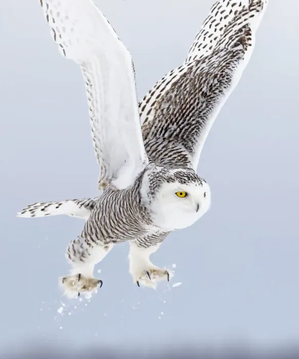Framed Print : outdoor, cold, snowy, feathers, nobody, ontario, light, female, energy, wing, predator Framed Print : outdoor, cold, snowy, feathers, nobody, ontario, light, female, energy, wing, predator
