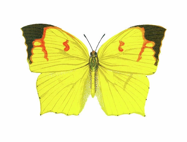 Outline of butterfly, the tailed sulphur (Dercas verhuelli)