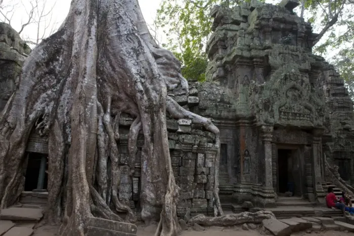 Framed Print : Overgrown Banyan Tree at Ta Prohm Framed Print : Overgrown Banyan Tree at Ta Prohm