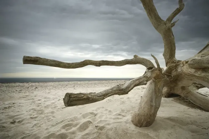 Framed Print : Overturned barked tree on the beach, Weststrand, Darss, Fischland-Darss-Zingst, Mecklenburg-Western Pomerania, Germany Framed Print : Overturned barked tree on the beach, Weststrand, Darss, Fischland-Darss-Zingst, Mecklenburg-Western Pomerania, Germany