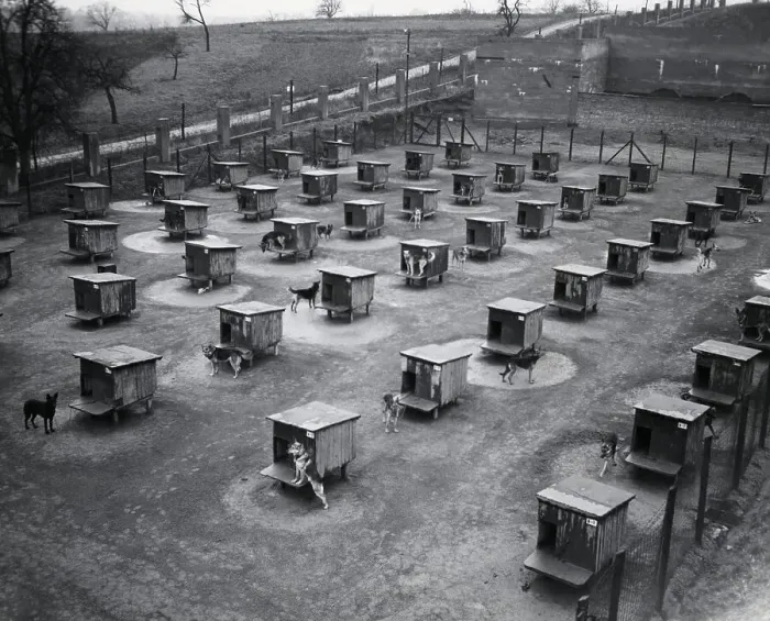Framed Print : Overview of Dog Kennels at Military Base Framed Print : Overview of Dog Kennels at Military Base