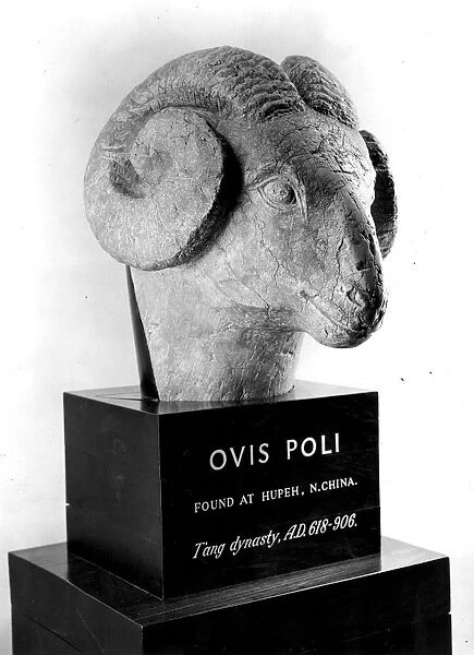 Ovis Poli. Circa 750 AD, On show at the 8th Antique Dealers Fair at Grosvenor House