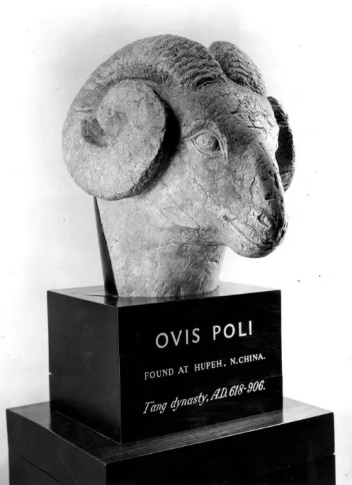 Framed Print : Ovis Poli. Circa 750 AD, On show at the 8th Antique Dealers Fair at Grosvenor House Framed Print : Ovis Poli. Circa 750 AD, On show at the 8th Antique Dealers Fair at Grosvenor House