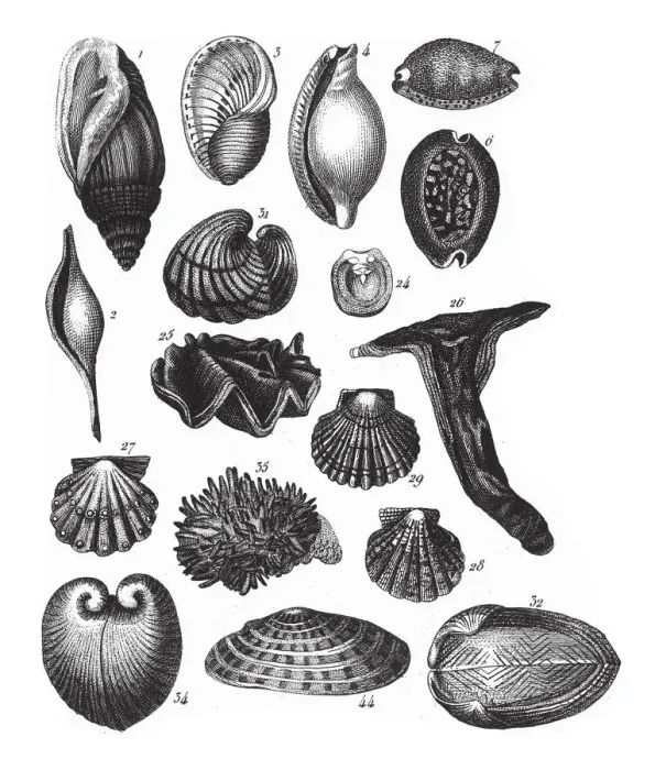 Framed Print : Ovula Ovum, Representatives of the Phyla Mollusca, Echindermata, Ctenophora and Arthropoda Framed Print : Ovula Ovum, Representatives of the Phyla Mollusca, Echindermata, Ctenophora and Arthropoda