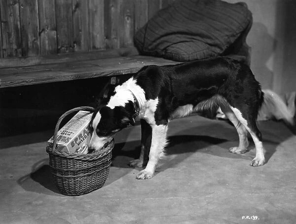 Owd Bob. 1938: A sheepdog helps himself to his dinner