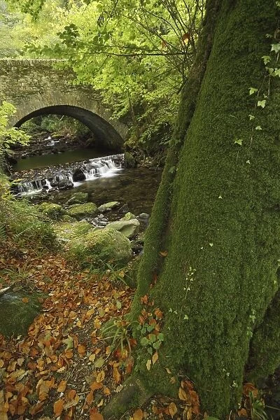 owengarriff river in killarney national park in munster region