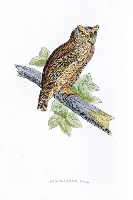 Framed Print : Owl bird 19 century illustration Framed Print : Owl bird 19 century illustration