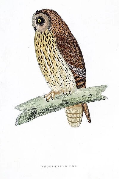 Owl bird 19 century illustration
