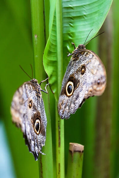 Two owl butterflies (caligo memnon) on a plant leaf, Costa Rica