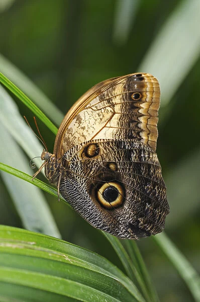 Owl Butterfly -Caligo eurilochus-, tropical butterfly, South America