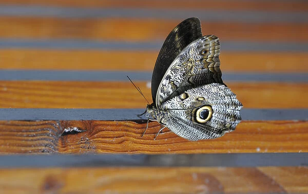 Owl butterfly -Caligo eurilochus-, South America, Central America