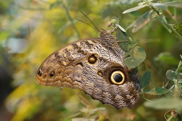 Framed Print : Owl -Caligo memnon-, found in South America Framed Print : Owl -Caligo memnon-, found in South America