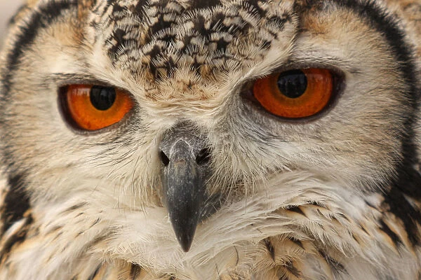 Owl eyes. Close up of owl eyes