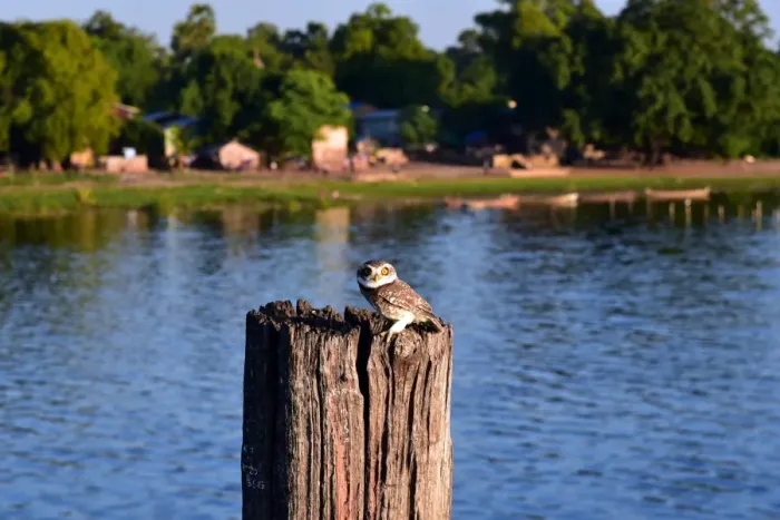 Framed Print : owl on u bein bridge bridge Myanmar Framed Print : owl on u bein bridge bridge Myanmar