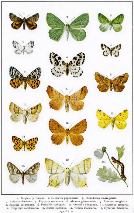 Framed Print : Owlet, magpie and other moths Framed Print : Owlet, magpie and other moths