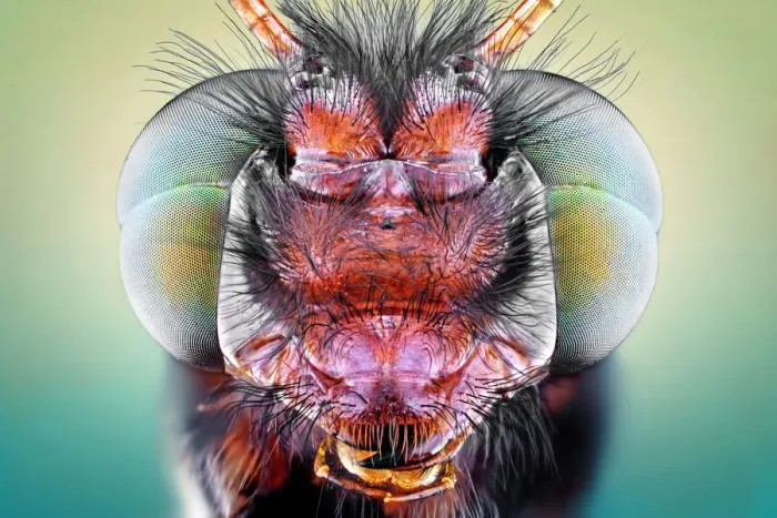 Framed Print : Owlfly. Insects On Earth, 584487763