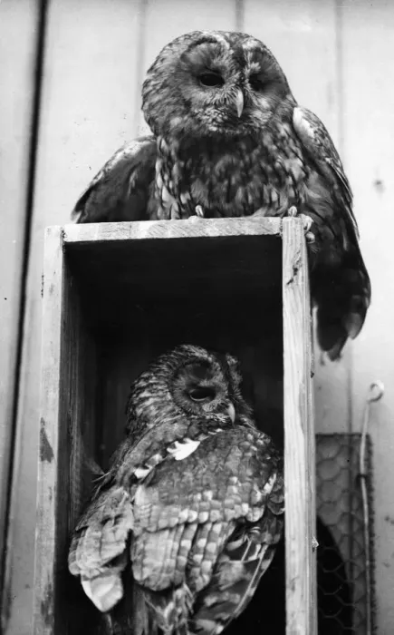 Framed Print : Owls Sleep Framed Print : Owls Sleep
