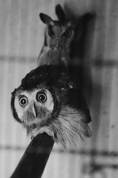 Framed Print : Owls At Zoo Framed Print : Owls At Zoo