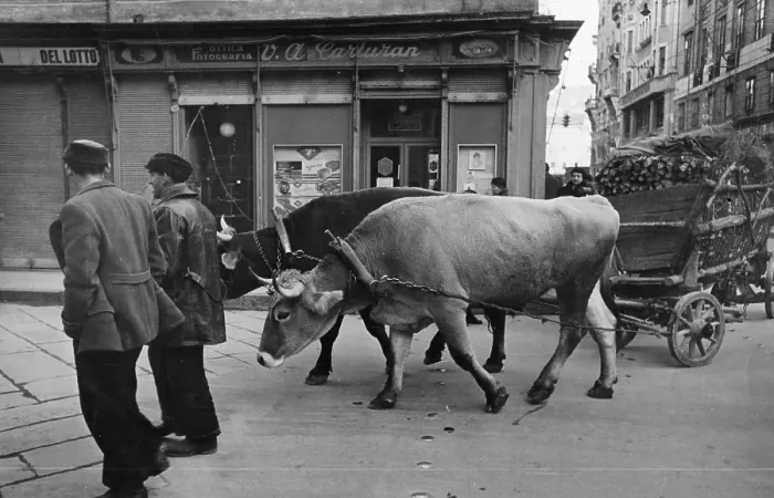 Framed Print : Ox Cart. 2nd February 1946: Two oxen pull a cart of wood through the streets of Trieste Framed Print : Ox Cart. 2nd February 1946: Two oxen pull a cart of wood through the streets of Trieste