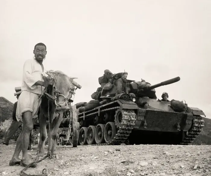 Framed Print : Ox Cart And Tank In Korea Framed Print : Ox Cart And Tank In Korea