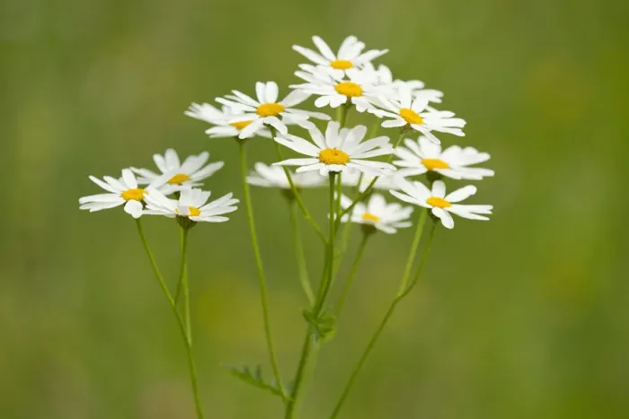 Framed Print : Ox-eye Daisies -Leucanthemum vulgare-, flowers, Thuringia, Germany Framed Print : Ox-eye Daisies -Leucanthemum vulgare-, flowers, Thuringia, Germany