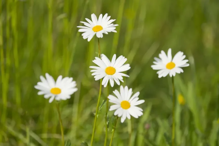 Framed Print : Ox-eye Daisies -Leucanthemum vulgare-, flowers, Thuringia, Germany Framed Print : Ox-eye Daisies -Leucanthemum vulgare-, flowers, Thuringia, Germany