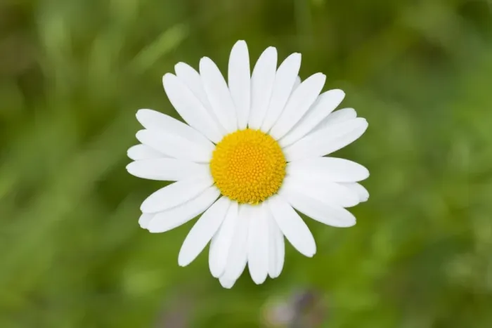 Framed Print : Ox-eye Daisy -Leucanthemum vulgare-, flower, Thuringia, Germany Framed Print : Ox-eye Daisy -Leucanthemum vulgare-, flower, Thuringia, Germany