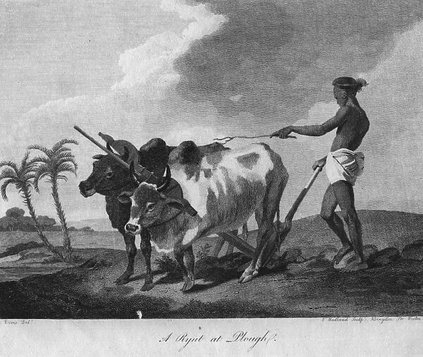 Ox Plough. circa 1860: A plough drawn by oxen is used by a loin-clothed labourer in Asia