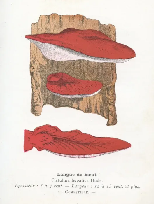 Framed Print : Ox tongue mushroom engraving 1895 Framed Print : Ox tongue mushroom engraving 1895