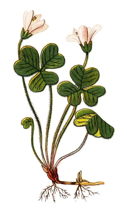 Framed Print : Oxalis acetosella (wood sorrel or common wood sorrel) Framed Print : Oxalis acetosella (wood sorrel or common wood sorrel)