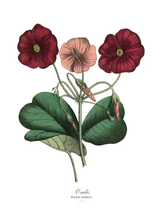 Framed Print : Oxalis or Wood Sorrel Plant, Victorian Botanical Illustration Framed Print : Oxalis or Wood Sorrel Plant, Victorian Botanical Illustration