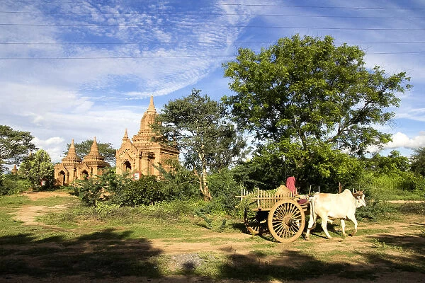 Oxcart Passing, Bagan